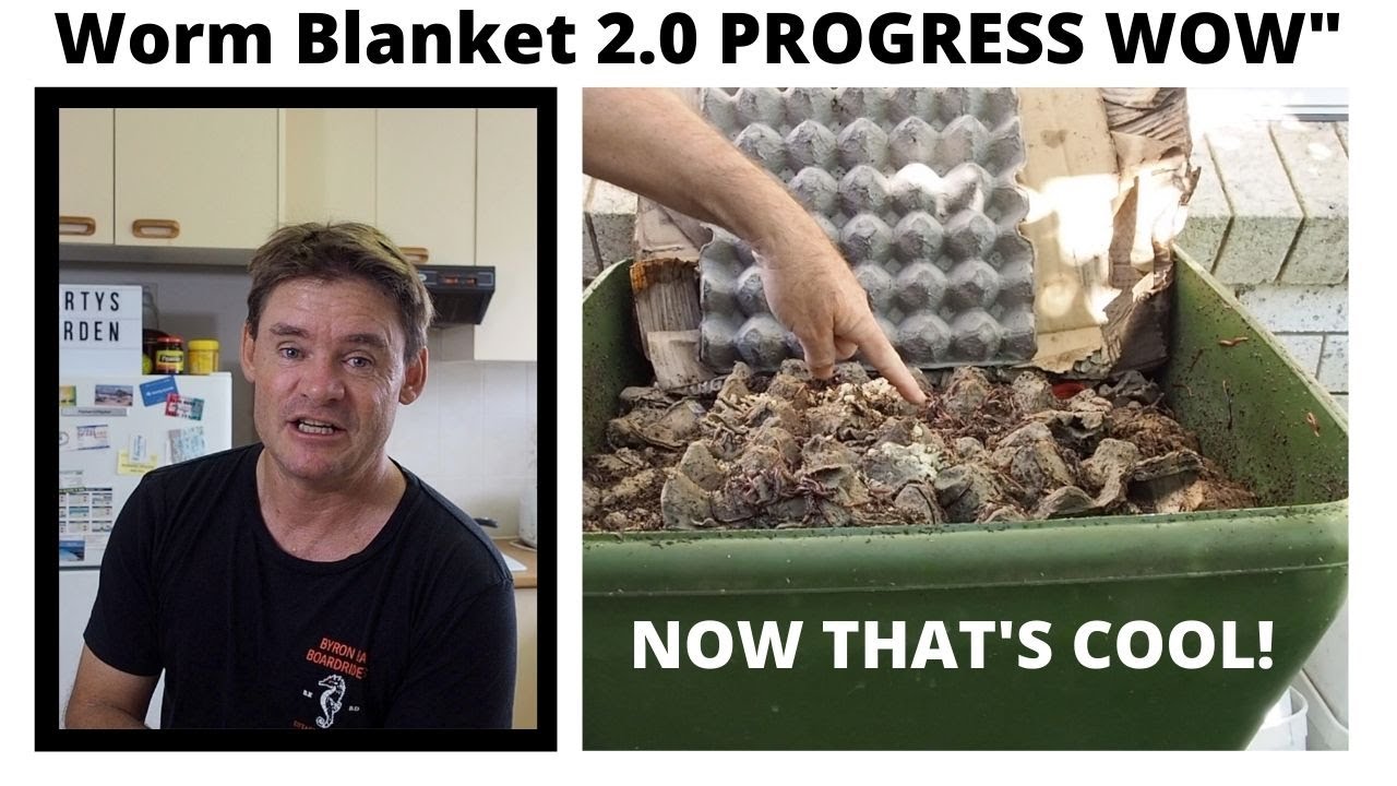 Cardboard Worm Blanket Progress EXCITING NEWS! YouTube