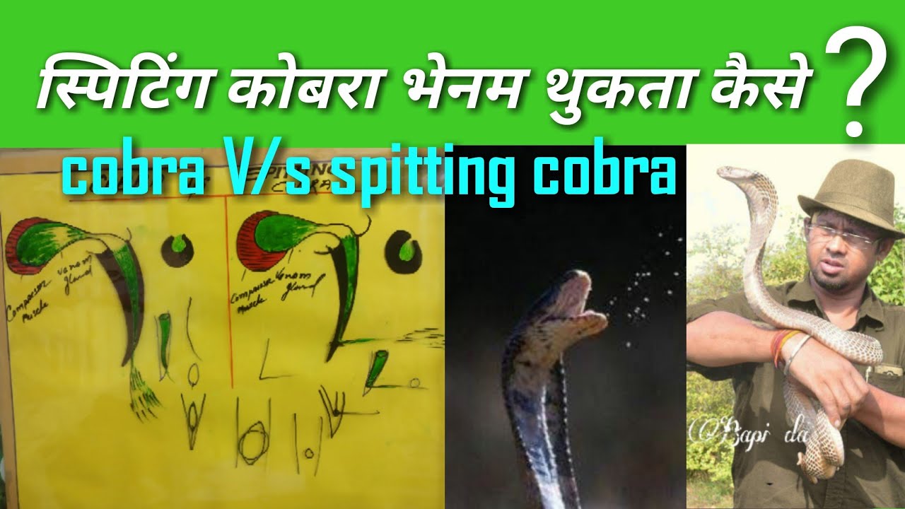cobra rescue litters जहर थुकने वाले सांप, जहर थुकता कैसे ?