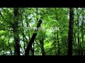 自然の音景色 ブナ林の雨 sound of the rain