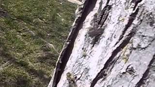 Box Elder Bug Documentary Net Worth