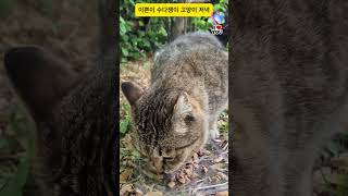 이쁜이 수다쟁이 고양이 저녁#고양이#레트로감성 #catvideo #streetcats #dailycats