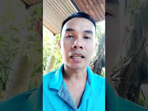 Video Các dạng mồi dùng để Câu Cắm Cá Lóc #shorts - youtube