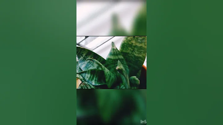 Highest Oxygen Producing Indoor Plants #shorts #gardening #viral #tree #oxygen