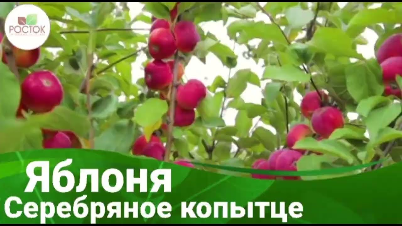 🍎Яблоня Серебряное копытце🍎 Питомник Росток!