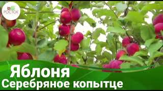 🍎Яблоня Серебряное копытце🍎 Питомник Росток!