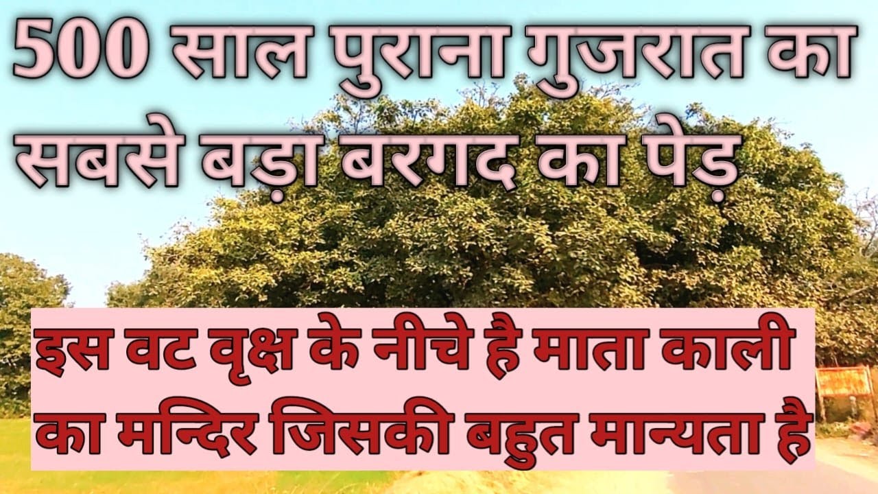 500 Saal Purana Bargad Ka Ped | 500 Years Old Auspicious Banyan Tree Kantharpura | Mahakali Vad