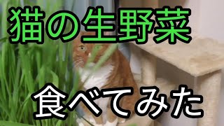 猫の生野菜食べてみた Youtube