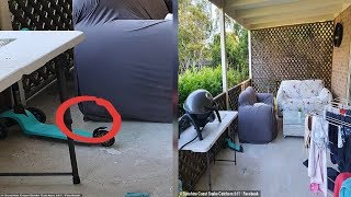 ✅  Sunshine Coast carpet python is pictured hiding in family's back patio but NO ONE can spot it  |
