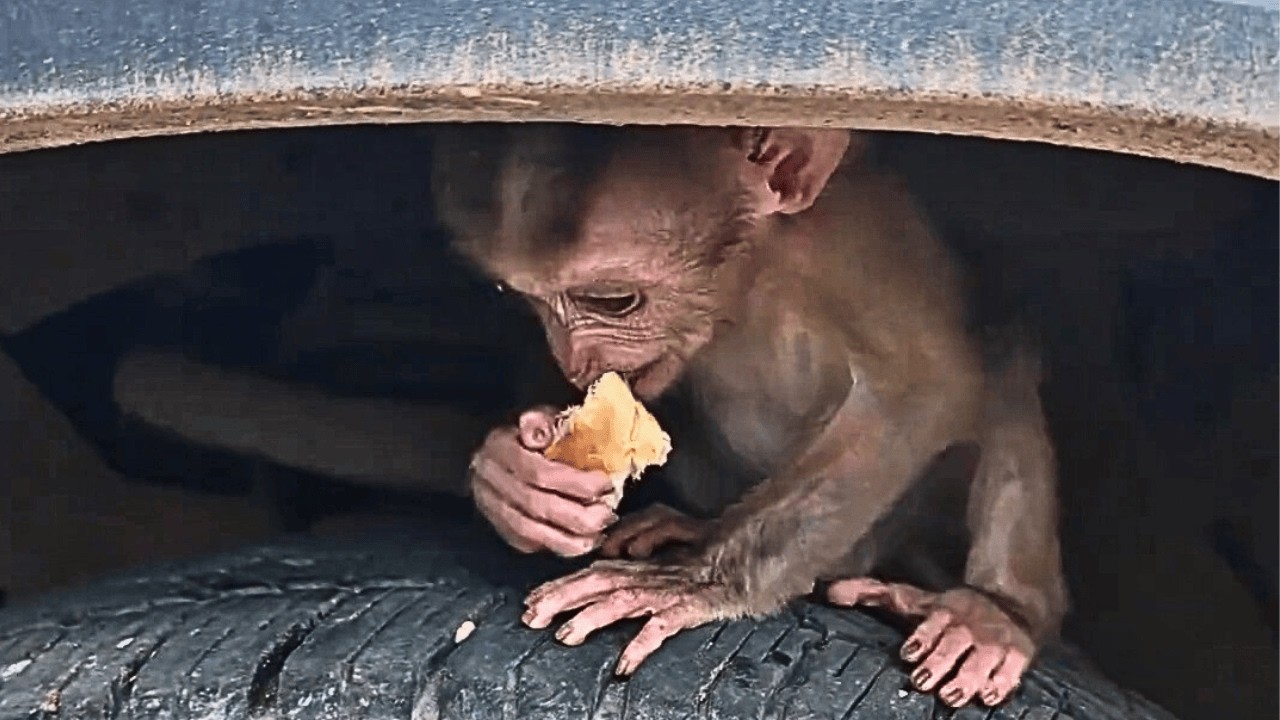 Маленькая обезьянка плакала рядом с мёртвой матерью, а после появления мужчины вновь обрела опору.