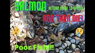 Salmon Returning Home At Hyde Creek In Port Coquitlam | Vancouver