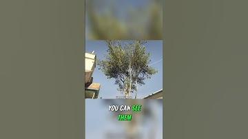 Stunning Ray Tracing: Game Optimization