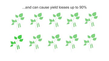 Complete genome of devastating pathogen assembled