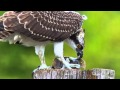 Breakfast with an Osprey