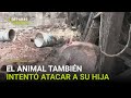 Un abuelo hispano muere tras ser atacado por un cerdo: vecinos no lograron quitárselo de encima