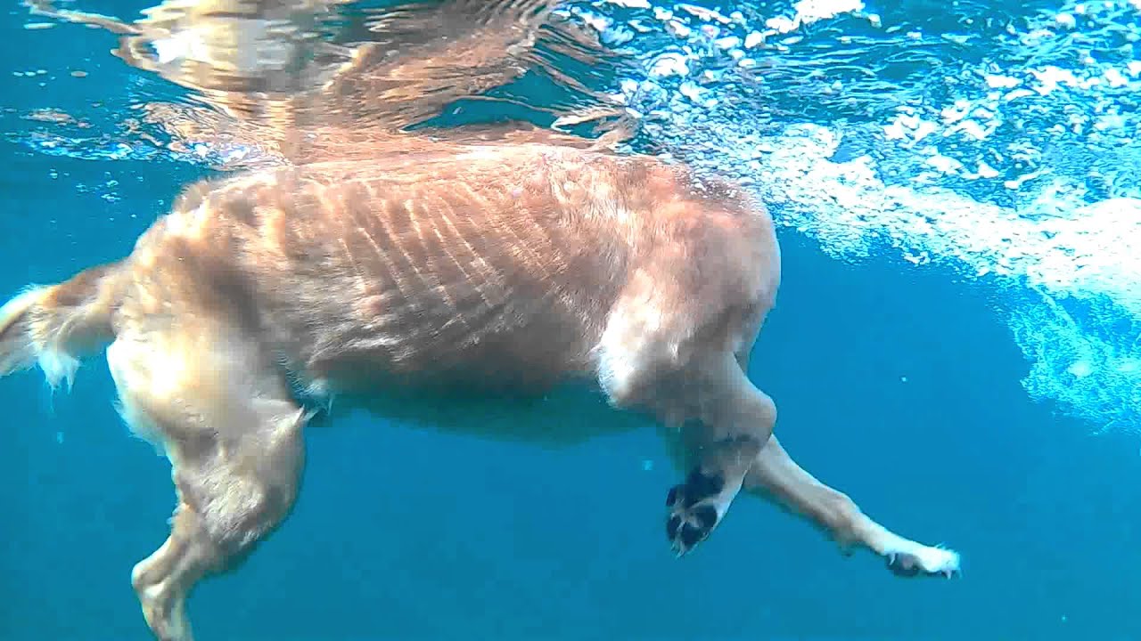 Kroatien schwimmen mit Hund&hellip; YouTube