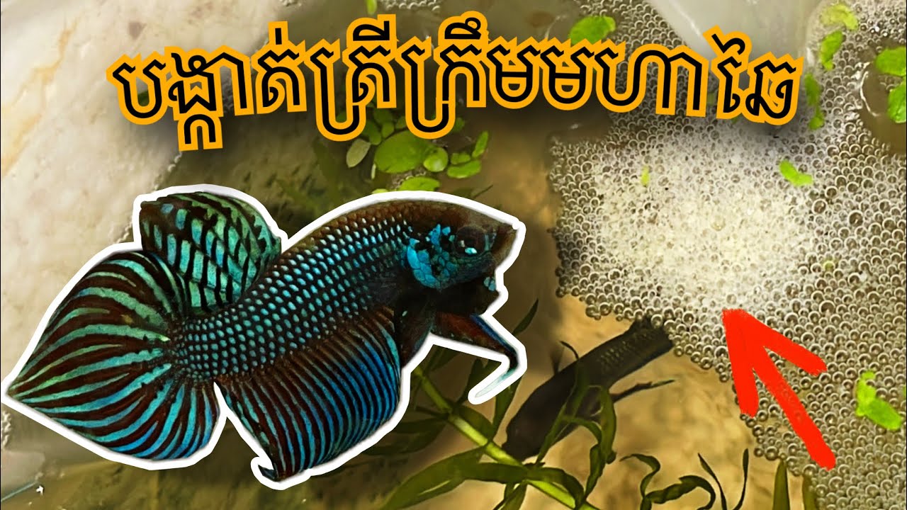 បង្កាត់ត្រីក្រឹមព្រៃមហាឆៃ | Betta Mahachai #betta  #ปลากัด #cupang