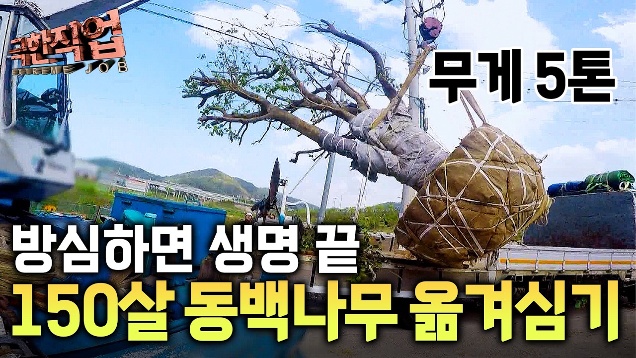 “증조할아버지 때부터 키우던” 거대 동백나무가 팔렸다｜실어다 주는 방법이 상상 초월｜극한직업