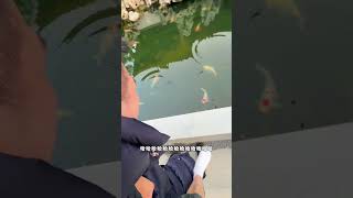 小志一般不干活，要干就是最苦最累的！#cat #pets #cute #funny