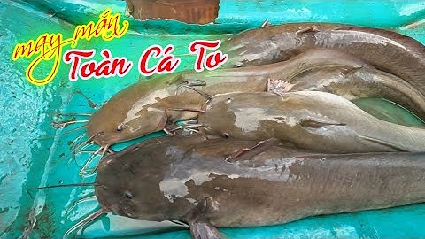 Câu Cá Ngát Trên Bãi Mới Dính Ít Nhưng Chất Lượng | Gia Đình Cần Giờ .147 |