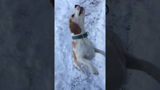 Dog Tries To Catch Treat In Slow Motion Hd