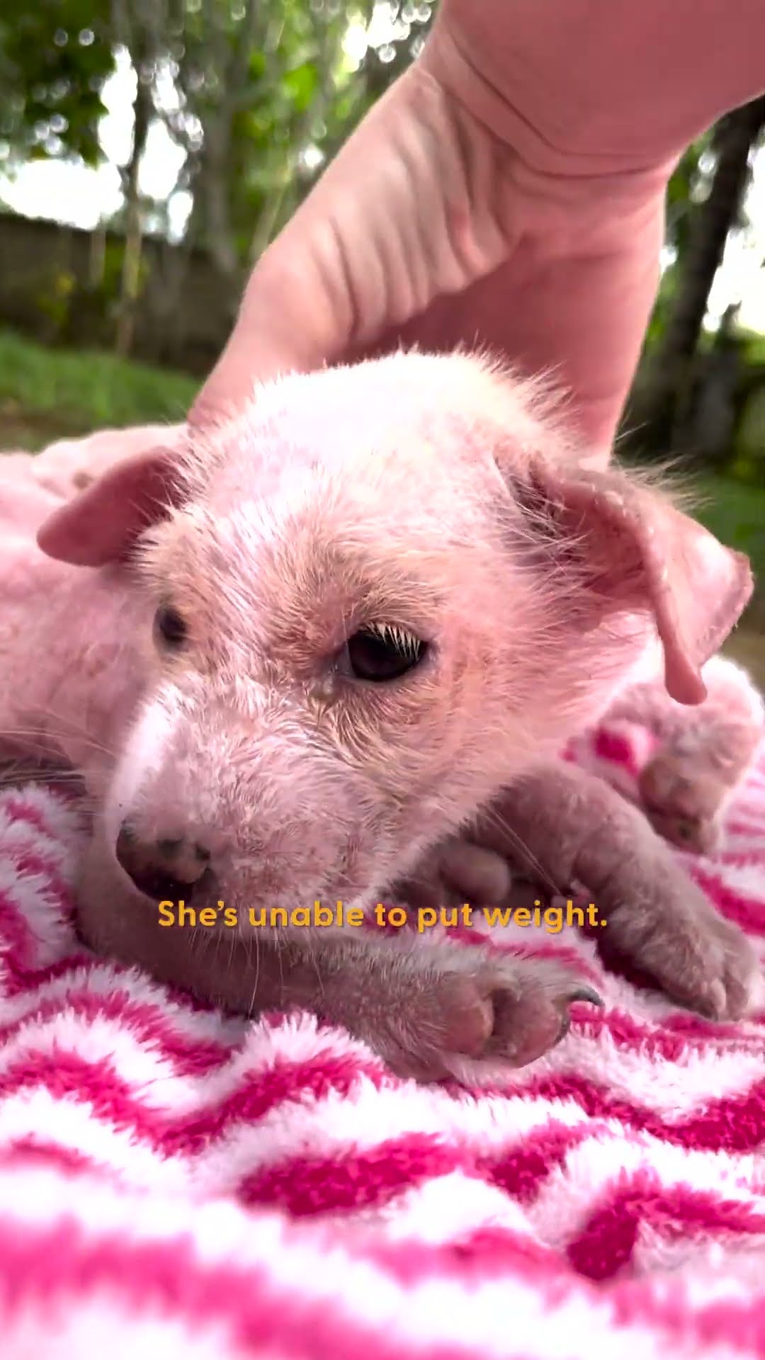 Crying Puppy Found In A Market Turns Into Firecracker | The Dodo