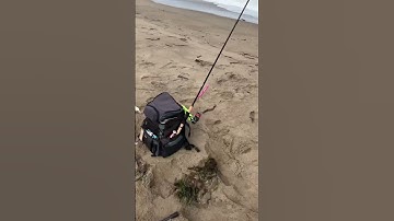 Thumbnail of Surf Perch Fishing California