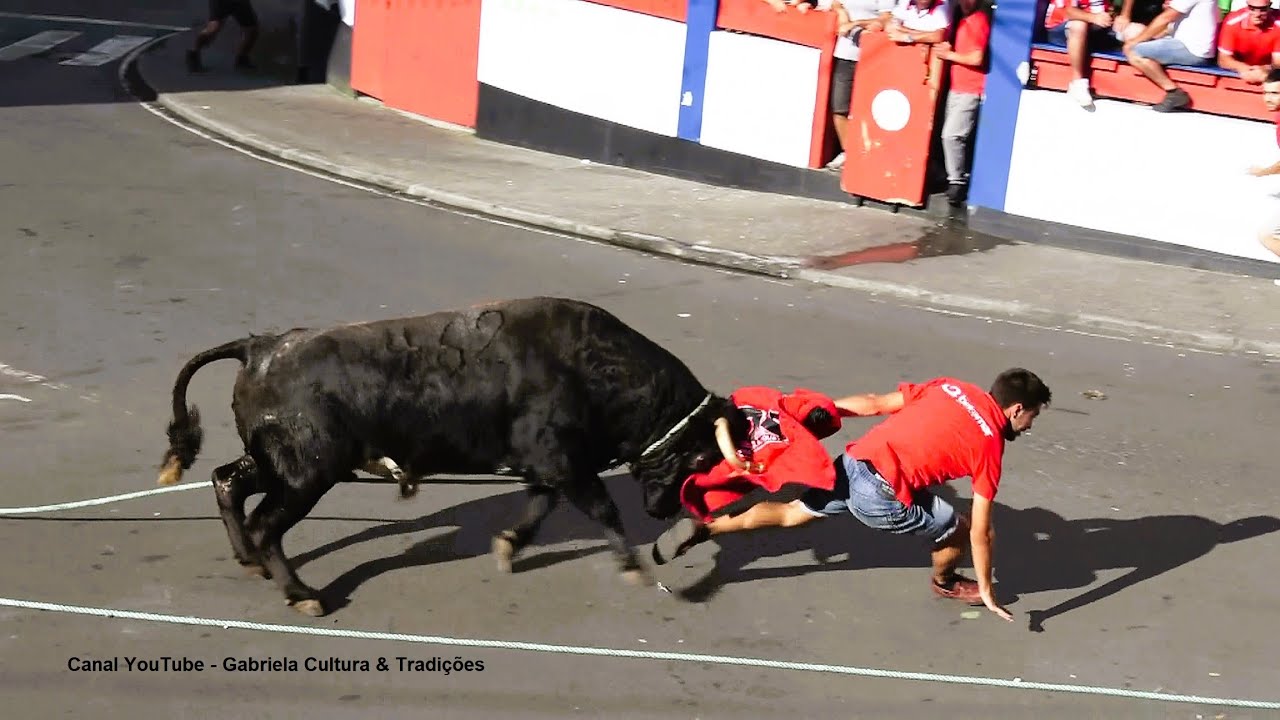 Agualva Concurso Ganadarias - Touros (ER 462) (JAF 120) (RB 22) (HF 391) - 20/8/2025 - Ilha Terceira