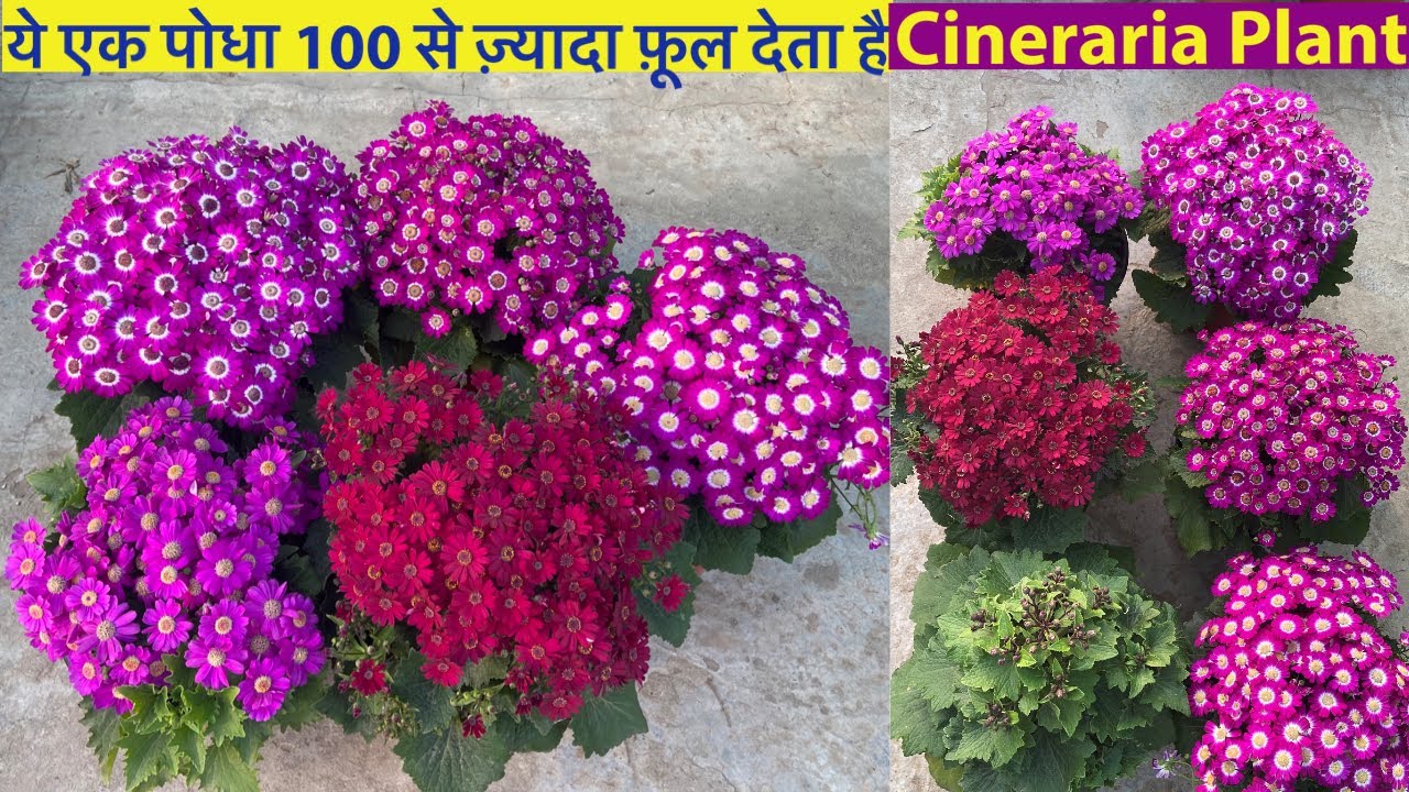 100 से भी ज़्यादा फ़ूल देता है यह पोधा || Cineraria Plant Care || Winter Heavy Flowering Plants