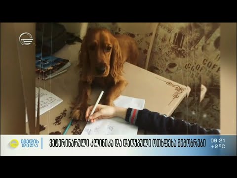 ვეტერინარული კლინიკა და დაღუპული ოთხფეხა მეგობრები