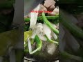 Nilagang baboy #shortvideo #minivlog