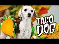 DISFRAZ DE TACO PARA TU PERRO | CUMPLEAÑOS DE OWEN | SKABECHE