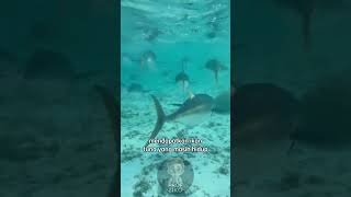 Tuna Fish Will Die If They Stand Still shorts