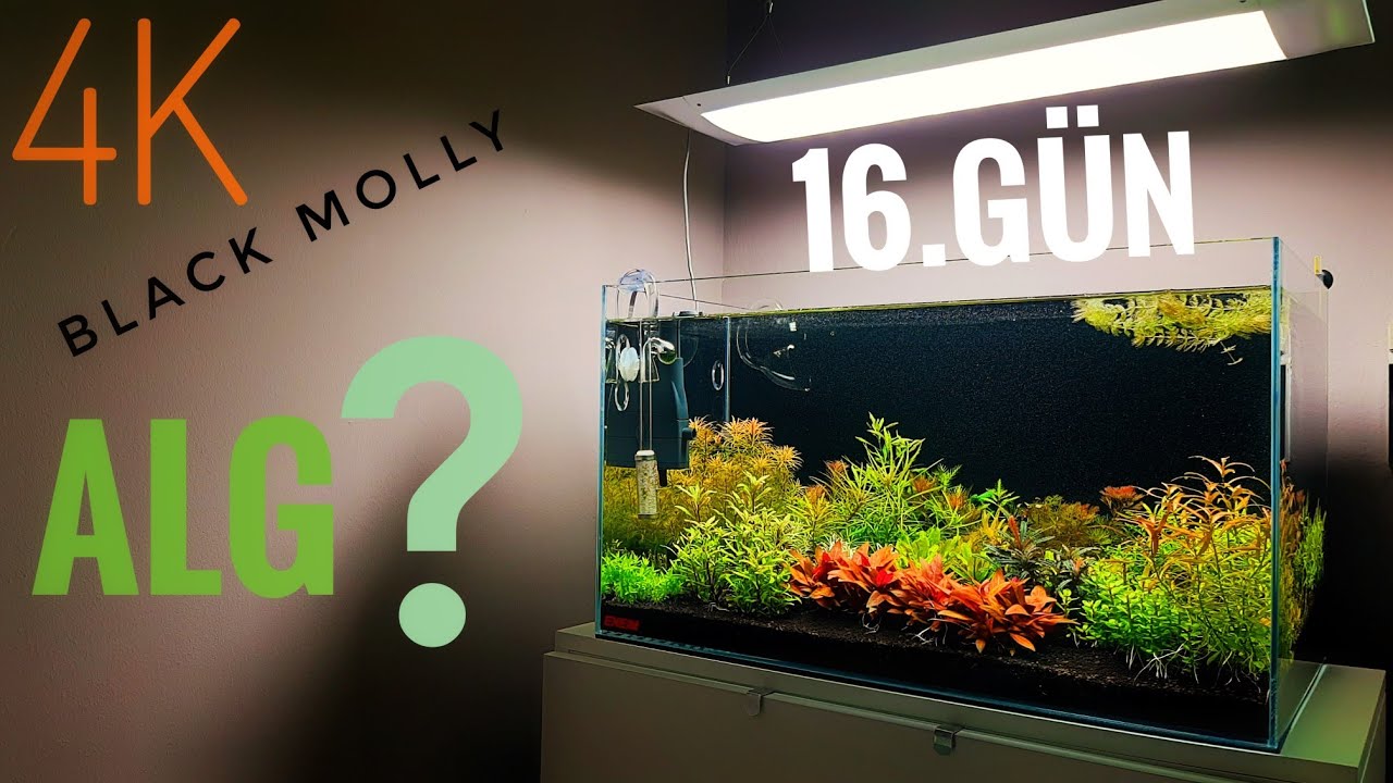 4K | DUTCHSTYLE BİTKİLİ AKVARYUMUN 2 HAFTALIK GELİŞİMİ VE BAKIMI !