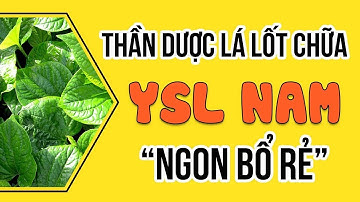 Lá Lốt "Thần Dược" Chữa Yếu Sinh Lý Ở Nam Giới