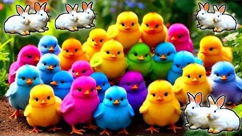 World Cute Chickens, Colorful Chickens, Rainbows Chickens, Cute Ducks, Cat, Rabbits,Cute Animals