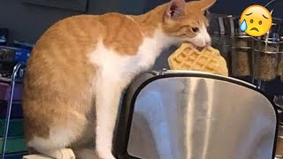 You Laugh You Lose 😅 Funniest Animals 2024 😻 Part 49