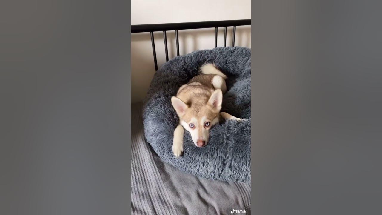 Dramatic Mini Husky reacts to Alexa playing ‘Who let the dogs out’