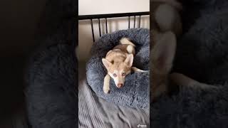 Dramatic Mini Husky reacts to Alexa playing ‘Who let the dogs out’ Resimi