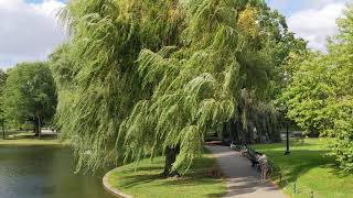 Windy and willow trees
