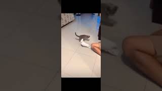 si Ocong Burung Beo nya Fadil Jaidi kasian tapi Lucu takut sama Kucing