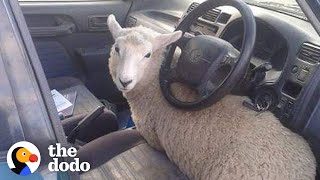 Rescued Sheep Makes Himself Part Of The Family | The Dodo thumbnail