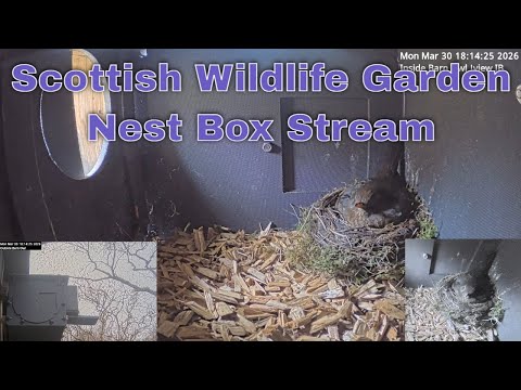 Scottish Wildlife Garden Nest Box Stream