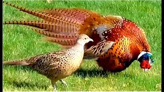 Common Pheasant male courting a Pheasant female in our garden