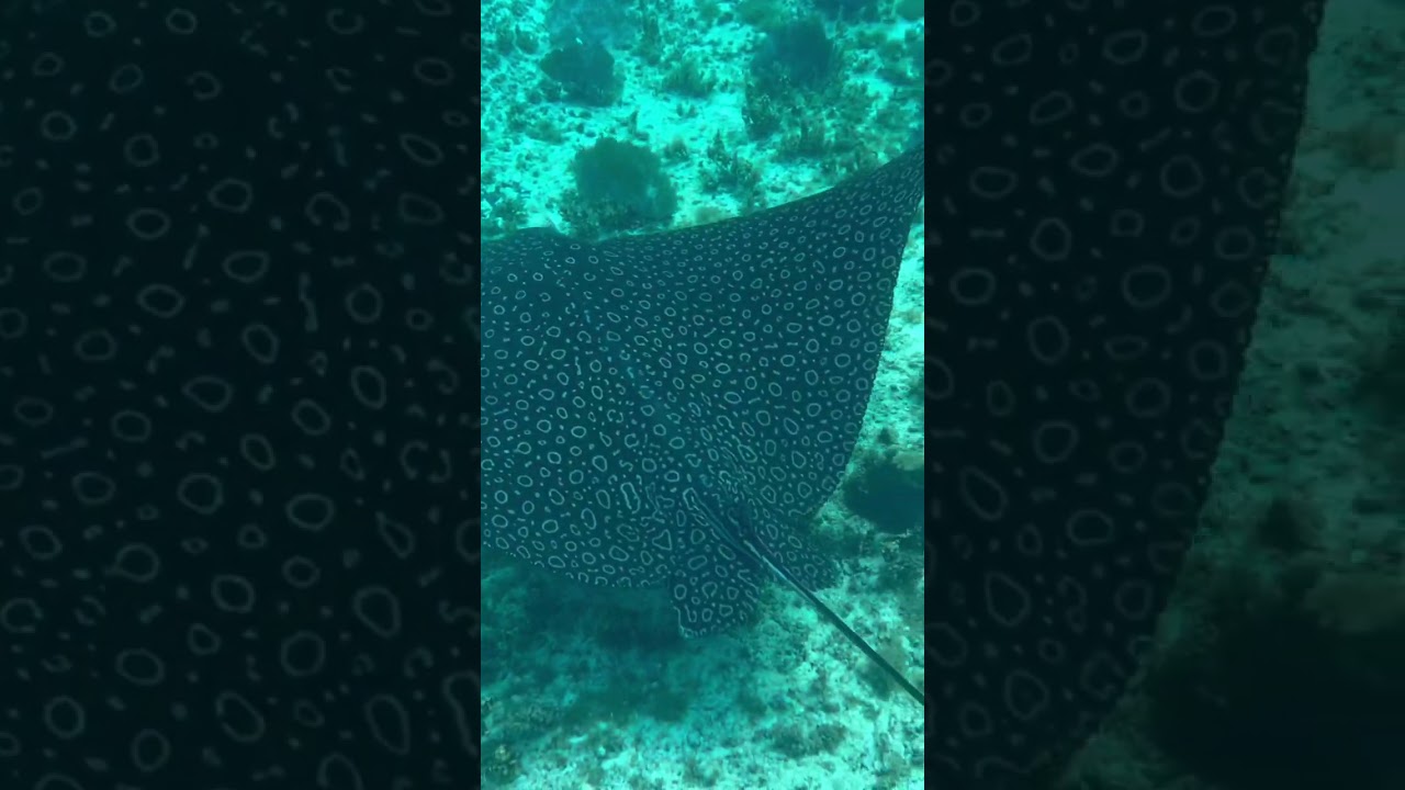 Snorkeling😊 Negril Reef Jamaica