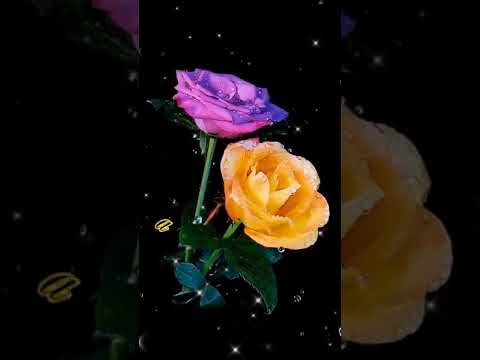 Доброй ночи! Музыка Сергея Чекалина