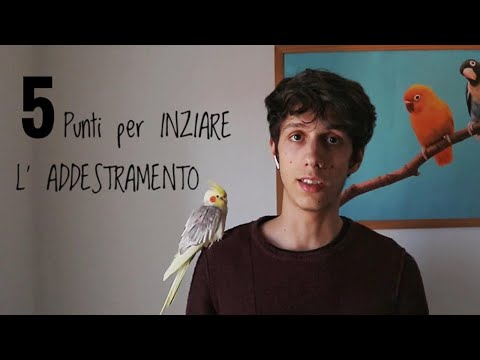 Video: 3 modi per addestrare un piccione postale