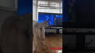 perro + zootopia = 🐺🐺