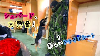 新しいドライブシートに大興奮するシェパード犬【German Shepherd】 My Dog Is Really Excited About Her New Drive Sheet