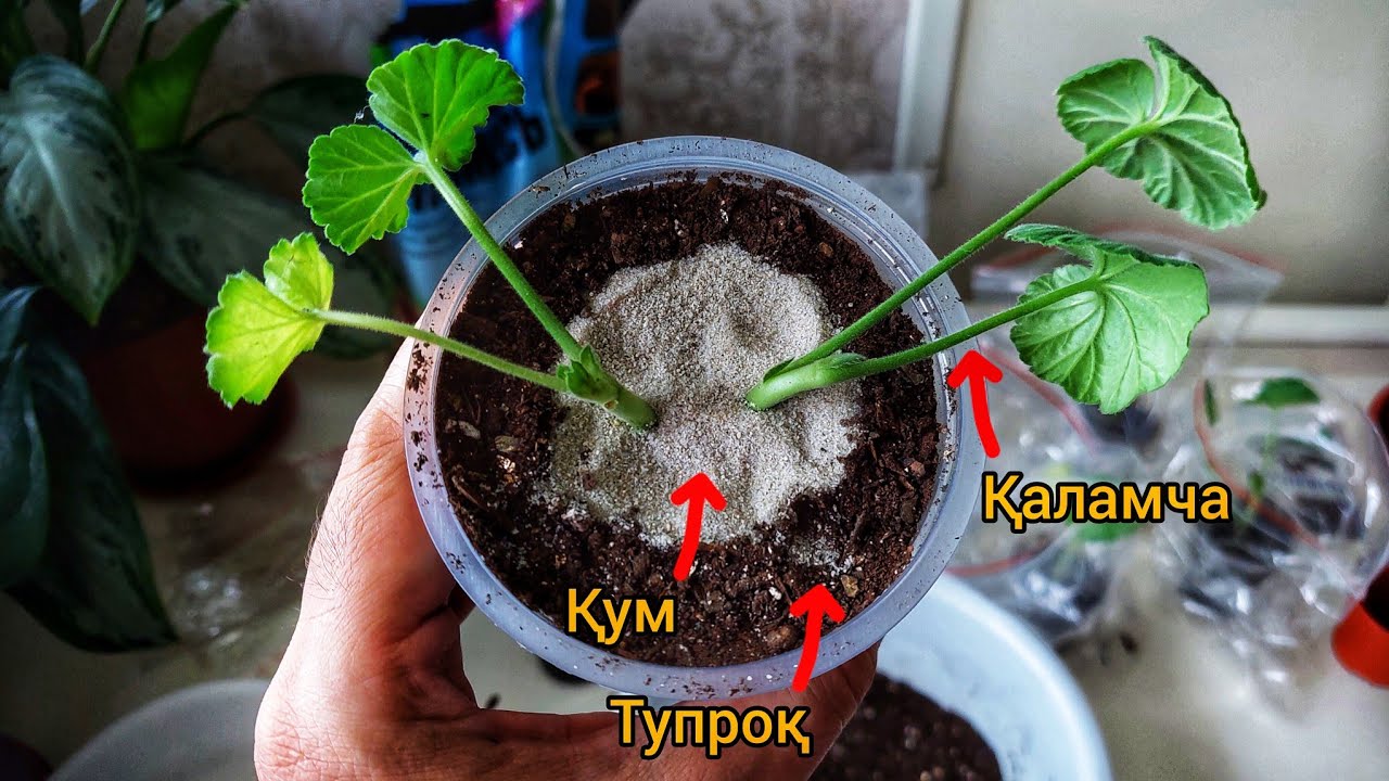 Герань гулини қаламча қилиш. ЁЗДА ХАМ ҚАЛАМЧА ҚИЛИШ МУМКИНМИ?