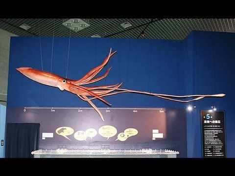 国立科学博物館、特別展「深海」＝６００点を超す深海生物の標本展示